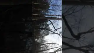 Local Tree Service in Asheville NC Tarzan the Treeman, of Western North Carolina a