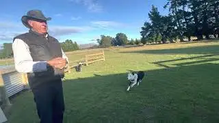 New Zealand Farmer Chris Provides Great Demonstration Of Sheep Herding June 11, 2023