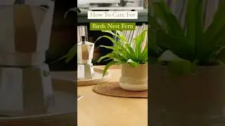 How To Care For Bird Nest Fern!🪴 #howto #caretips #tips #plants #plantcare #birdnest  #indoorplants
