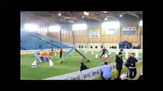 VDH DM Agility 2015 Max Sprinz&Emma
