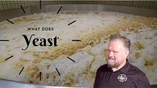 What does Yeast do in Beer? | Why is Yeast Needed to Make Beer?