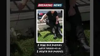 🐾 🐶 Fluffy Puppies Watch Themselves as Babies &ndash; Their Reactions Are Priceless! #puppyreaction #cute