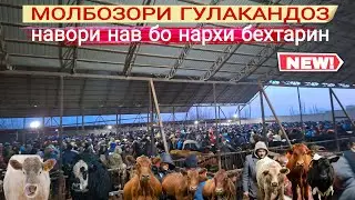😲🫴НАРХУ НАВОИ МОЛБОЗОРИ ГУЛАКАНДОЗ 24.января 2026г