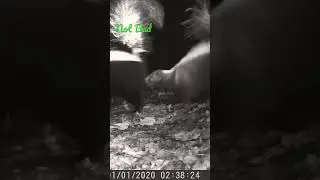 Skunk Smell Check #skunks #wildlife #smell