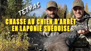 GRANDS T&Eacute;TRAS : Chasse au chien d'arr&ecirc;t en Laponie su&eacute;doise