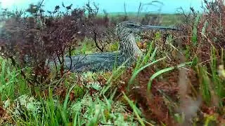 Ysbyty Ifan: Curlew☀️26/05/25