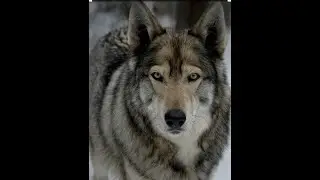 wolfdog command training together| Glauco Lima Treinador