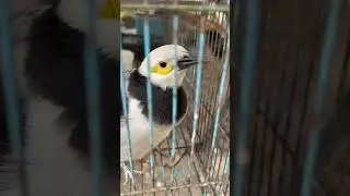 The bird can speak​ Khmer language #babyanimal #studywithmeandmycat #catfishfishing #animals