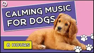 Soothing Music for Dogs to Calm Down, Relax & Sleep | Dog Music Therapy Calming Aid for Relaxation