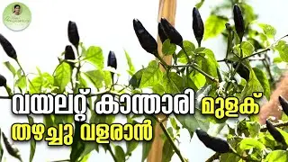 വയലറ്റ് കാന്താരി മുളക് തഴച്ചു വളരാൻ | Kanthari Mulaku Krishi Malayalam |Kanthari Cultivation #chilli