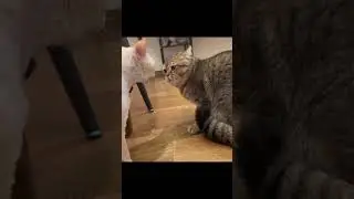 Grumpy cat showdown #grumpycat #funnyanimals #funnypetsdaily #cats