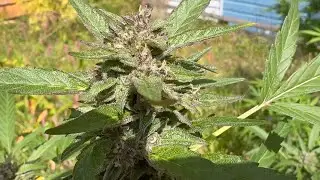 Outdoor Connecticut Sun Grown Seed to Harvest&hellip;.