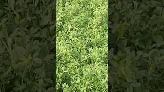 روي البرسم بسرعه البرق البرسيم واقف من عدم الري 
