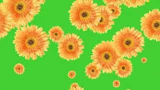 Gerbera Yellow Flowers Falling on Green Screen Background | HD | FREE DOWNLOAD
