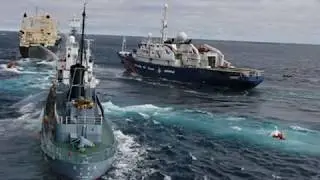 Stop whaling (Greenpeace) - Andrey Stets