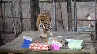 Tigers Love to Tear Things Apart