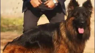German Shepard Lover || Jake & Swiki || #dog #lover #pakistan #germanshepherd #nature #jake