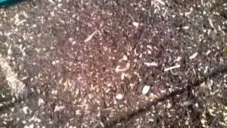 Veggie Garden Nerd - Greenhouse Mulch Set Up 02