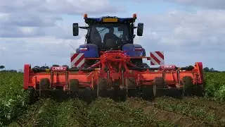 Struik Potato Topper