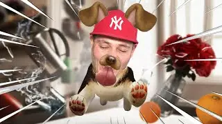 🐕 JESTEM NIEGRZECZNYM PSEM! | Symulator Psa | Juniorski Gra 🐕