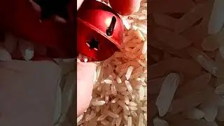 ASMR Reverse Red Jingle Bell vs Rice White Colour Rattling Sound