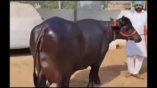Rao dairy farm