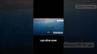 Как киты задерживают дыхание более чем на час глубоко под водой!