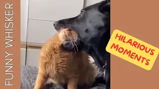 Pets caught in their most hilarious moments