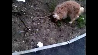 Tiny Cavapoo Running around with Giant Stick - Poodle Cross - Cavoodle - Poodle Mix