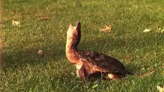 Snapping Turtle - Phantom MIRO camera