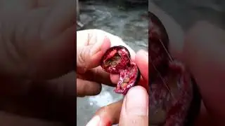 Fruit cutting video ❤ | Koromcha | Show Off Sajol #shorts #satisfying