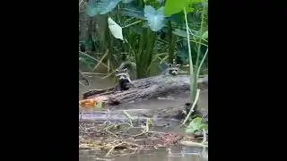Wait for The Aligator | Aligators Lemurs | Wildlife Photography | Crocodile | #Crocodiles #shorts