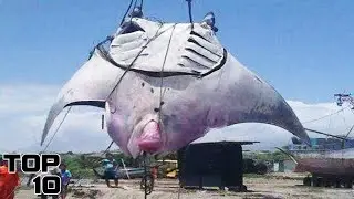 Top 10 Deep Sea Creatures That Science Can't Explain
