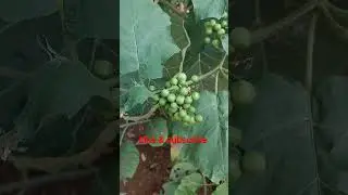 TURKEY BERRY PLANT
