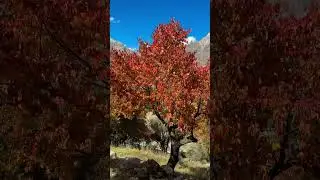 Colors of Autumn in Nagar Valley Gilgit Baltistan #travel #nagarvalley #autumn #colours #nature
