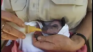 Baby Kangaroo survives car crash