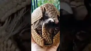 Interesting creatures! Интересные существа!