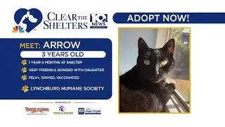 Clear the Shelters | Pumpkin and Arrow