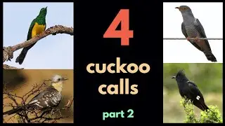 4 CUCKOO CALLS from Southern Africa - part 2