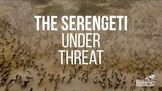 The Serengeti Under Threat – A 10-Minute Documentary