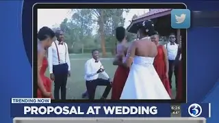 TRENDING NOW: Pygmy hippo, Parkinson's help, proposal at a wedding