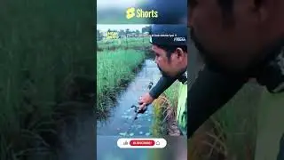 Bikin Kaget ‼️ Sambaran Tak Terduga Gabus Besar Saat Casting di Pinggiran Sawah🎣