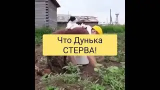 ЭХ ВАСЯ, #shorts #приколы #животные #cats