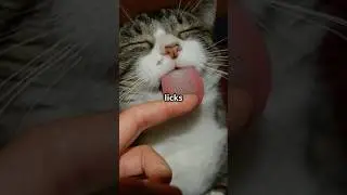 Why Do Cats Lick Their Owners? The Answer May Surprise You