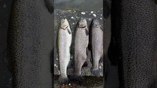 Biggest Trout Fish in Nepal #fyp #fishing #nepal #goviral #fishing  #aquaculture # #troutfish