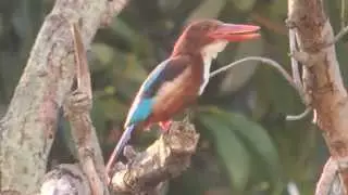 Kingfisher singing beautiful song