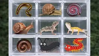 catching insects near the river, I got millipedes, geckos and snails #millipede #animals #snails 