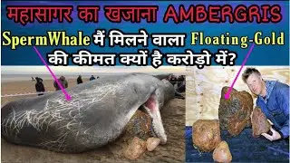 तैरता सोना एम्बरग्रीस | Ambergris | Spermwhale |