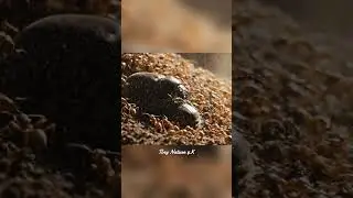 Dung Beetles at Work 🪲 | Amazing Insect Life & Survival in Nature