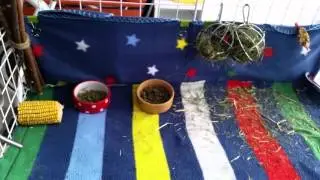 Guinea pig c&c multilevel custom build cage 4 boars